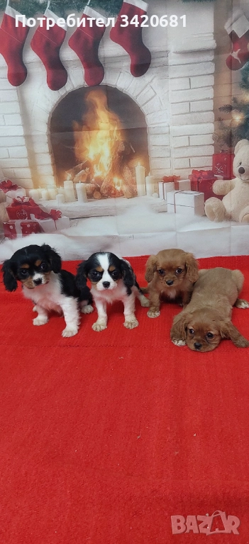 Кавалер кинг чарлз шпаньол , снимка 1