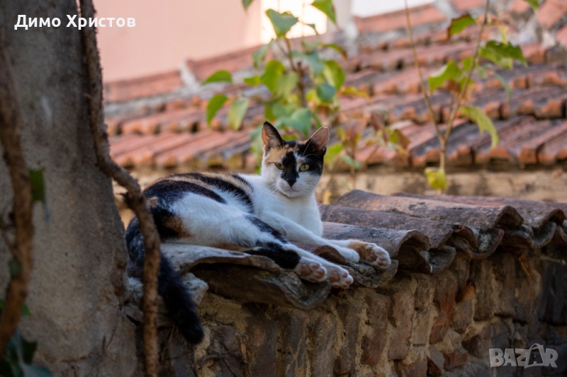 Професионален фотограф за събития и персонални снимки, снимка 1