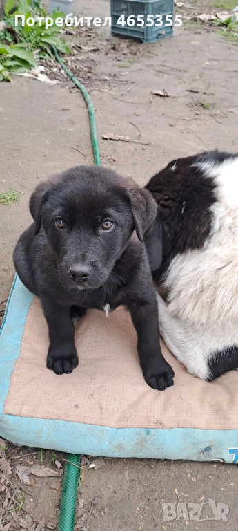 Каракачанка/ лабрадор, снимка 1