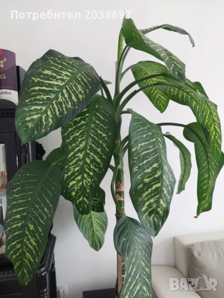 Цвете Дифенбахия, снимка 1