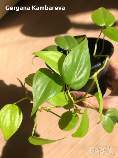 Philodendron hederaceum Lemon Lime , снимка 1