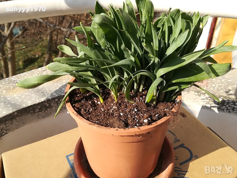 КОКИЧЕТА ЗА МОМИЧЕТА 2002241148, снимка 1