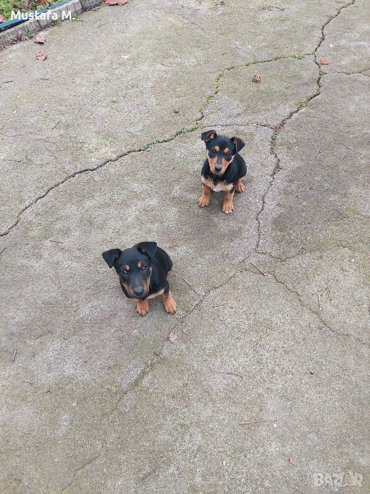 Ягдтериер .Jagdterrier , снимка 1