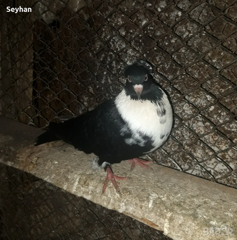 Чирпански гълъби , снимка 1