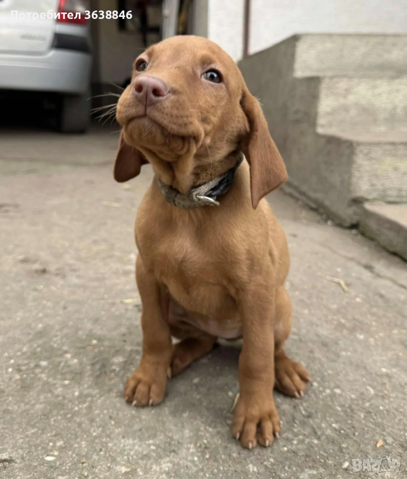 Унгарска визла, снимка 1