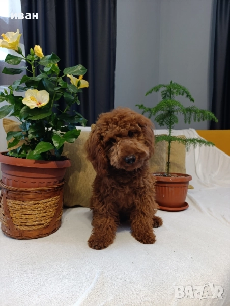 пудел момче, снимка 1