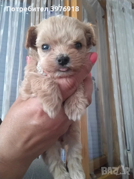 предлагам малтипу , снимка 1