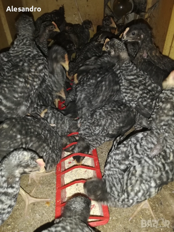 Мъжки пилета Супер Харко, снимка 1