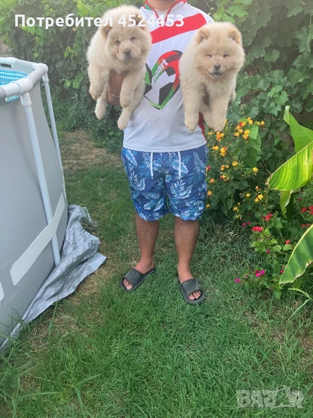 Малки Чау-чаута, снимка 1