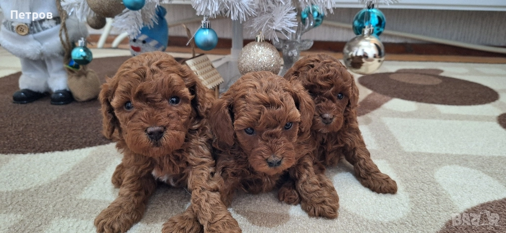 Той Пудел / Poodle Toy, снимка 1