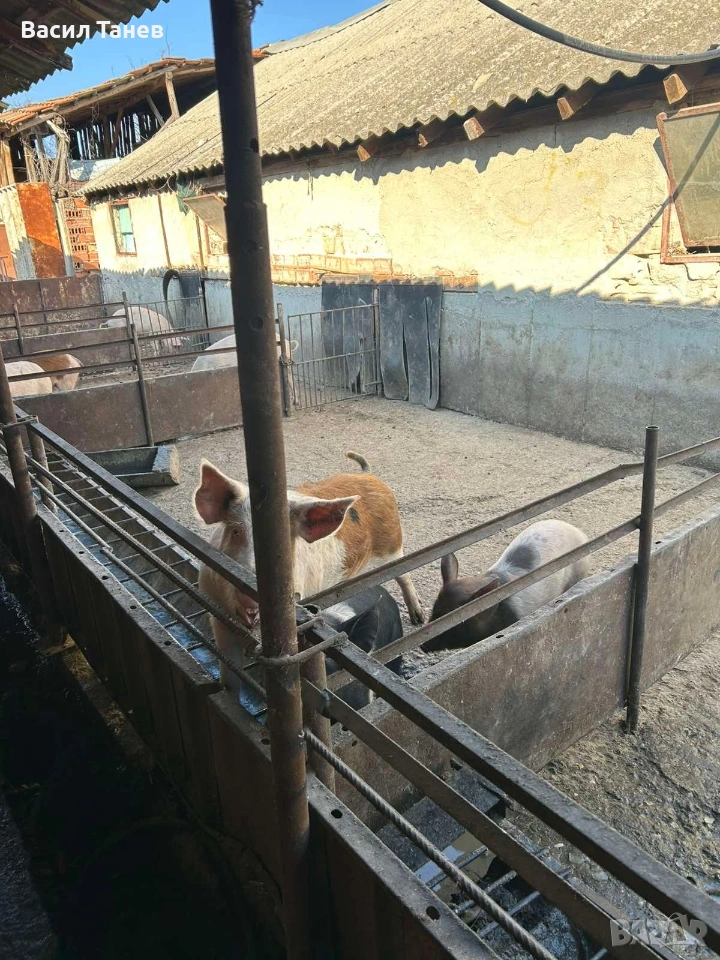 Продавам прасета, живо и трупно месо, снимка 1