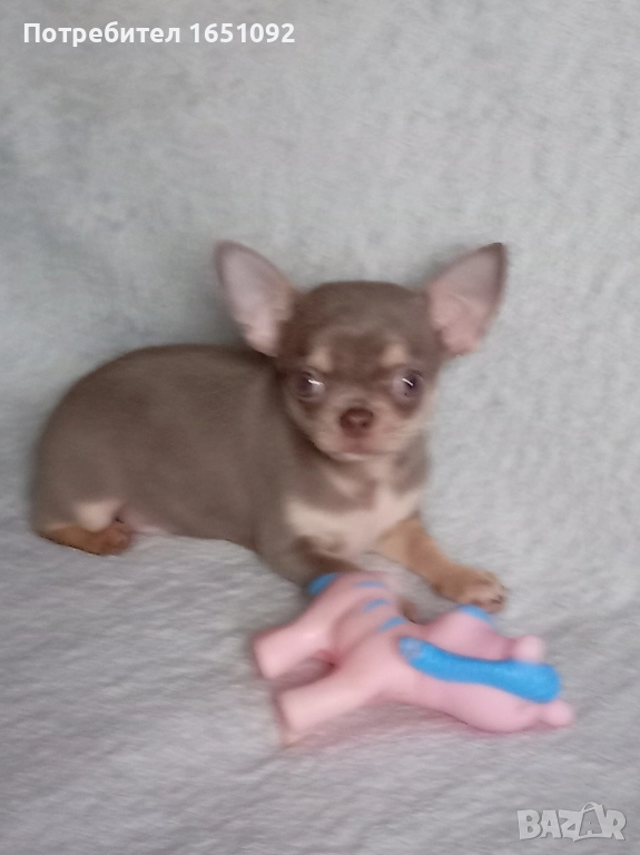 Чихуа, снимка 1