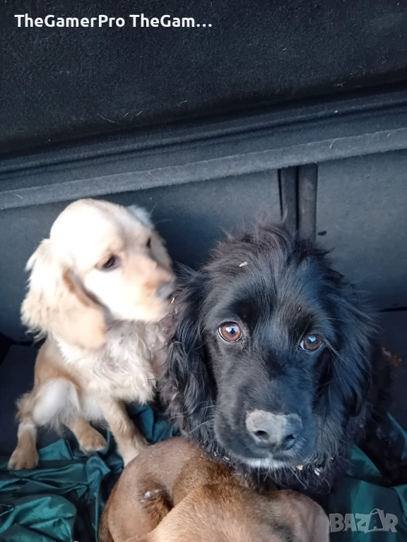 Продавам два английски кокер шпаньола – женски, на 5 месеца, на символична цена, снимка 1