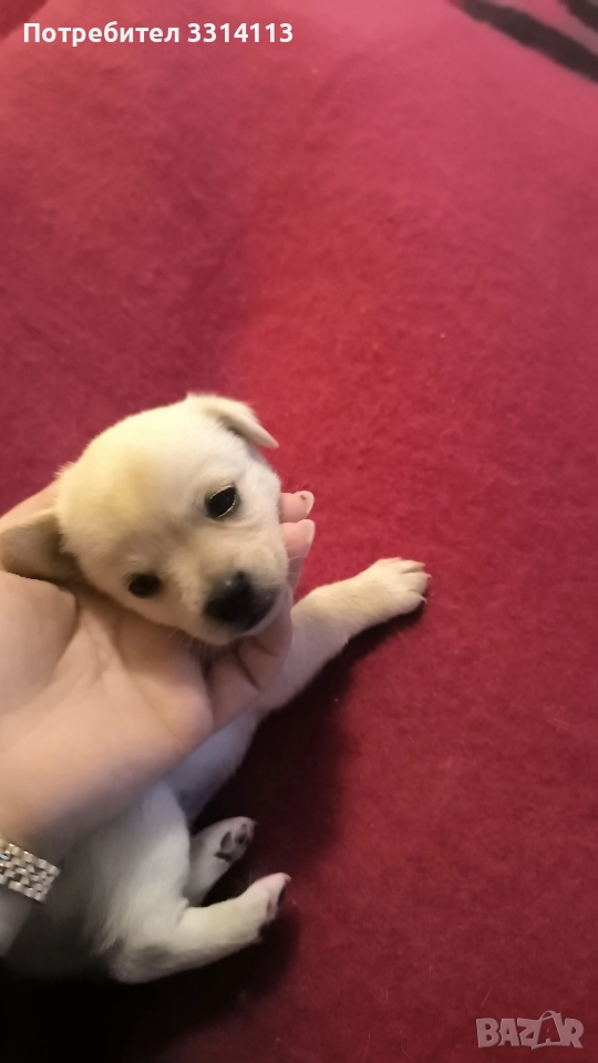 чихуахуа , снимка 1