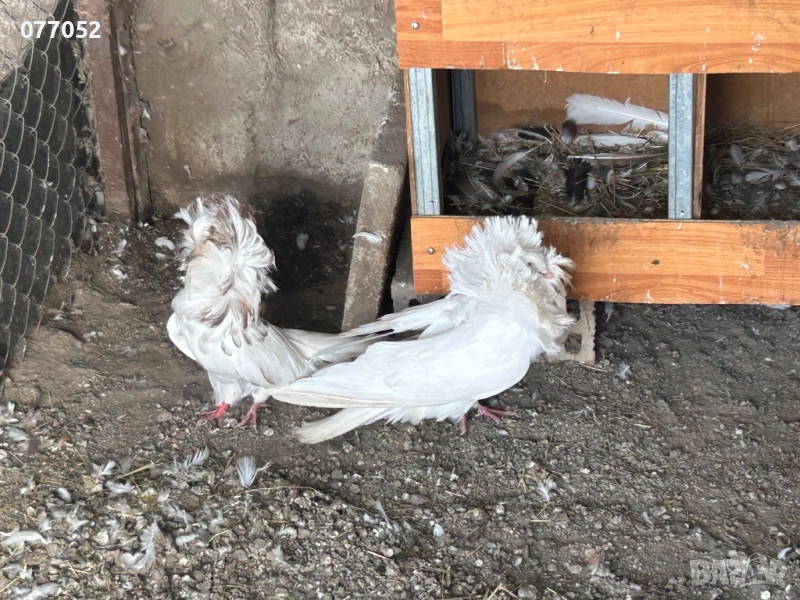 Гълъби Якалии, снимка 1