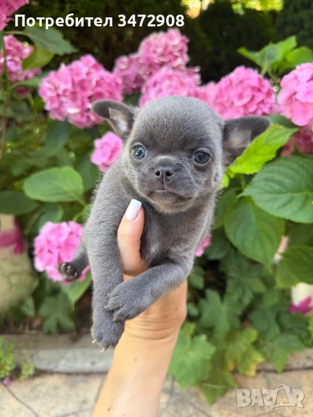 Кученца чихуахуа , снимка 1