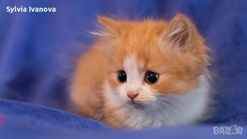 подарявам 12 мили възпитани котенца, снимка 1
