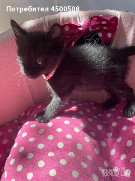 Черни котета на 2 месеца, снимка 1