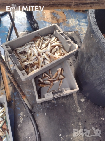 Деликатеси от Черноморието: мариновани риби - Веяна - прясна. , снимка 10 - Водни спортове - 44581064