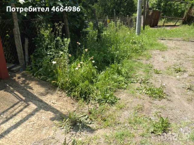 Кошарата трева почистване на дворни места рязане на стари опасни дървета почистване мази