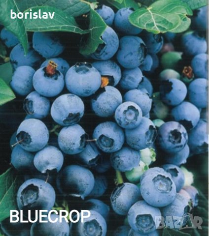 Боровинки(разсад) сортове BlueCrop, Duke, Chandler и Червена Боровинка, снимка 5 - Градински цветя и растения - 42411377