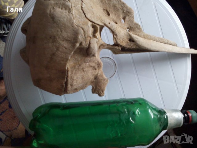 Антика,вкаменелост от тиранозавър , снимка 3 - Антикварни и старинни предмети - 30754055