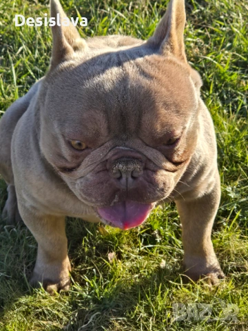 Клубен внос от Англия