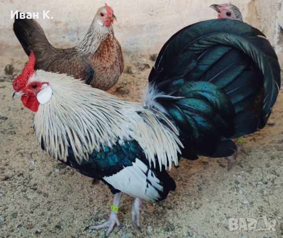 Продавам сребърен Розкомб., снимка 9 - Кокошки и пуйки - 44640537