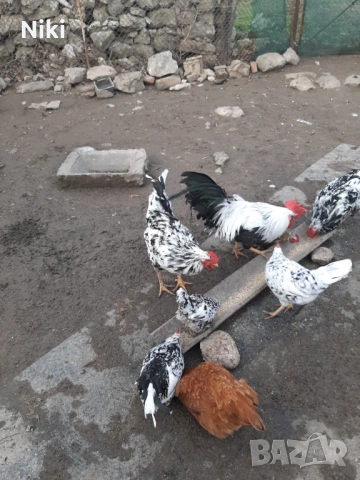 Продавам млади домашни кокошки и петли , снимка 5 - Кокошки и пуйки - 53255230