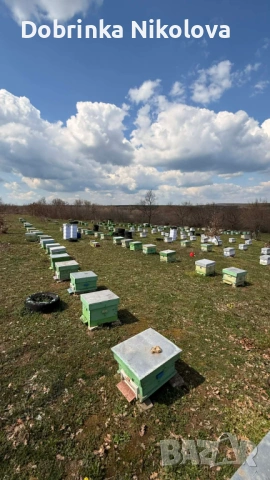  Продавам многокорпусни презимували пчелни семейства, снимка 4 - За пчели - 54323146
