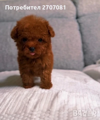 Teacup Пудел, снимка 5 - Пудели - 51360636