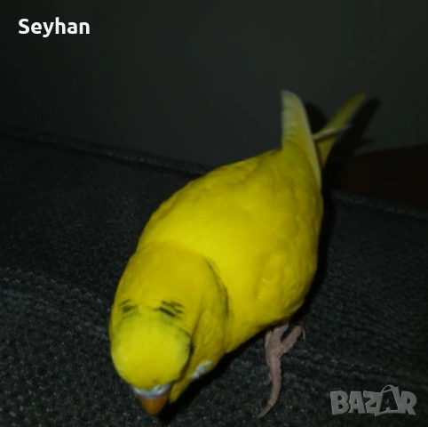 Вълнист мъжки папагал, снимка 4 - Папагали - 54333375