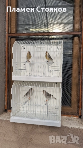 Ахат жълта мозайка,16 мъжки 14 женски., снимка 2 - Канари - 52721354