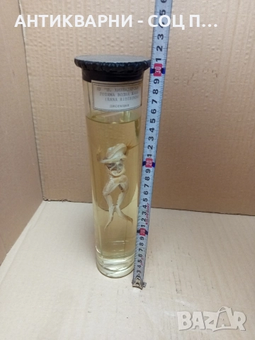 Стара Образователна Препарирана Жаба. , снимка 6 - Антикварни и старинни предмети - 52930718