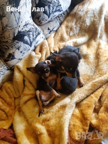 Пинчерчета мини, снимка 10 - Пинчер - 53850774