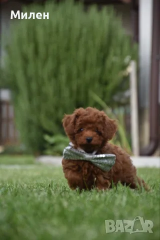 Той пудел Toy poodle, снимка 2 - Пудели - 55006000