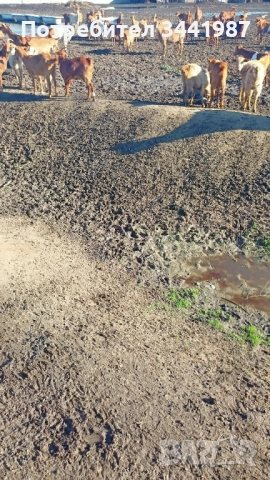 Мъжки ярета 