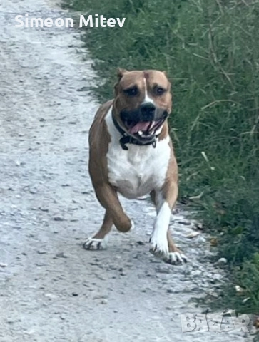 Американски Стафордшир Териери (Амстаф) , снимка 2 - Американски стафордширски териер - 52282473