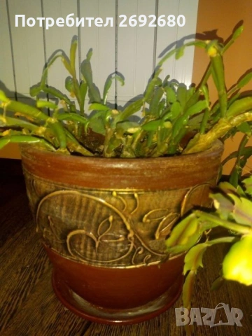 Коледничета,кливия,исусов венец, кротон, сенсевиера,хибискус , снимка 15 - Стайни растения - 42021101