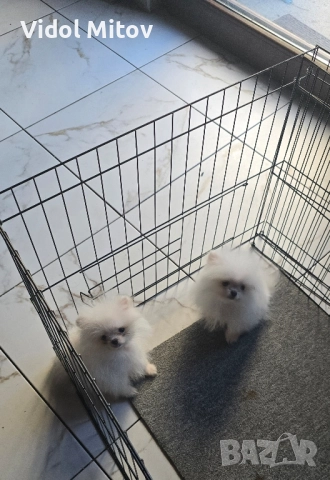 Мини Померан момчета , снимка 3 - Померан - 52297353