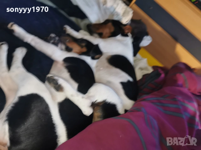 джак ръсел-куче 1бр 1501261713, снимка 8 - Джак ръсел териер - 53112030