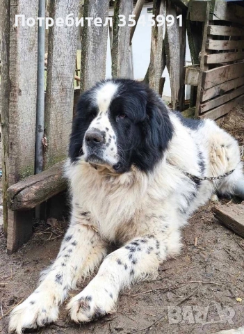 Кученца Каракачанка, снимка 7 - Каракачанска овчарка - 54076615