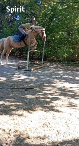 Ездитен кон Аблай Хан, снимка 14 - Коне - 51147186