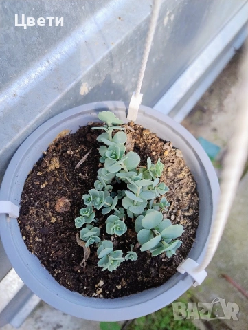 Продавам седим сиеболди