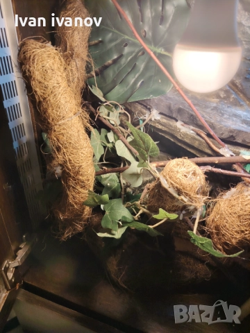 Терариум , снимка 2 - Терариуми и оборудване - 52296542