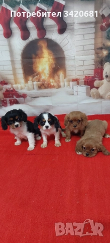 Кавалер кинг чарлз шпаньол 