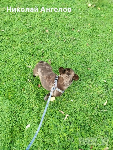 продава се женска от породата френски булдог, снимка 2 - Френски булдог - 52795583