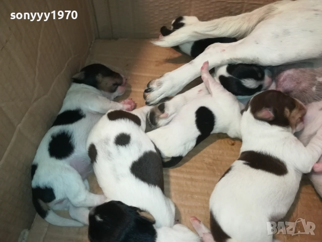 ДЖАК РЪСЕЛ БЕБЕТА-УНИКАЛНИ СЛАДУРИ 250ЛВ ЗА ЕДНО 3108251853, снимка 12 - Джак ръсел териер - 51554322