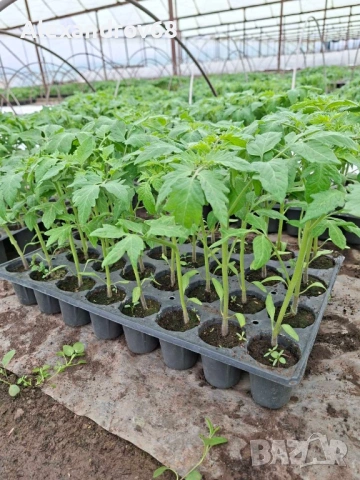 ТОП РАЗСАД на ТОП ЦЕНА от ПРОИЗВОДИТЕЛ, снимка 4 - Разсади - 54137204