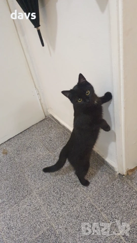 Черна котка на 6 мес. търси дом, снимка 18 - Други - 53116660
